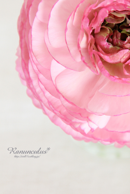 Ranunculus #2_b0203695_7115124.jpg