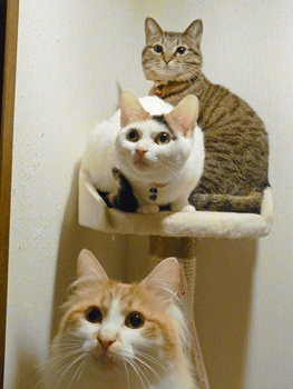 新人さん、いらっしゃ~い♪_b0189509_1011164.gif