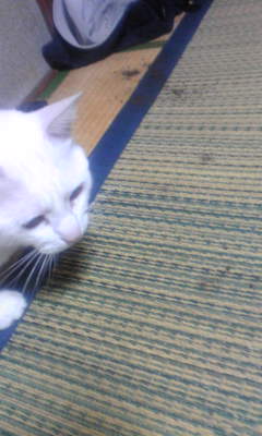c0180209_23293839.jpg