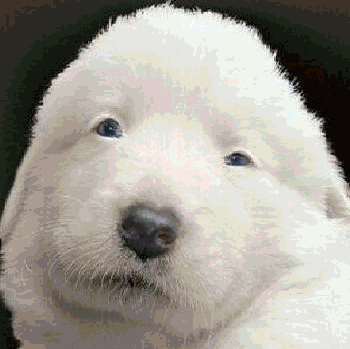 a0037414_103955100.gif