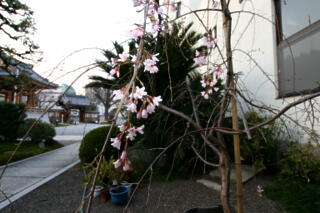 2011年　しだれ桜プロジェクト　【その４】_c0170415_1449817.jpg