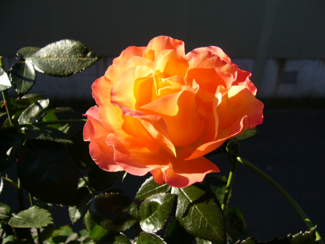 d0000324_15282453.jpg