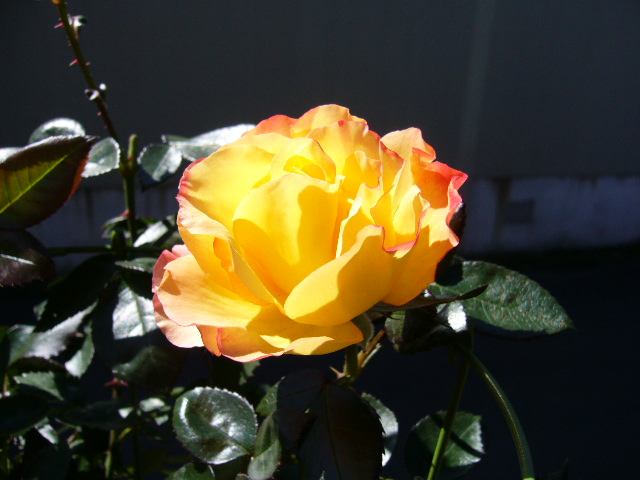 d0000324_1528340.jpg