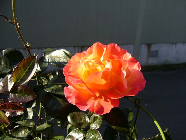 d0000324_15284463.jpg