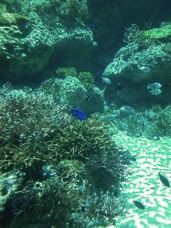 Woderfull aquarium in Okinawa_e0113826_1314318.jpg