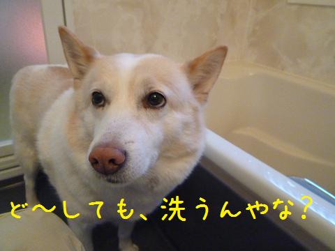 犬も家もピカピカ_b0138430_2036318.jpg