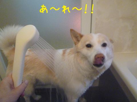 犬も家もピカピカ_b0138430_20365292.jpg