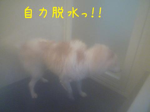 犬も家もピカピカ_b0138430_203740100.jpg