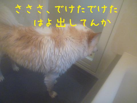 犬も家もピカピカ_b0138430_20375181.jpg