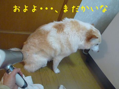 犬も家もピカピカ_b0138430_20381335.jpg