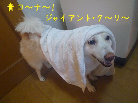 犬も家もピカピカ_b0138430_203816.jpg