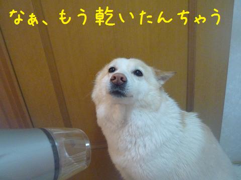 犬も家もピカピカ_b0138430_20385346.jpg