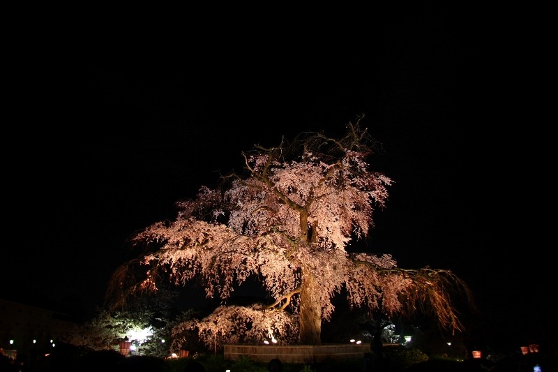 東山夜桜巡り －再び、円山公園－_b0169330_2335156.jpg