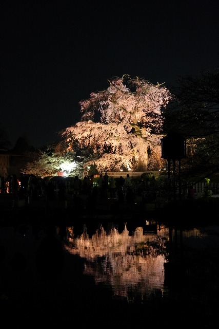 東山夜桜巡り －再び、円山公園－_b0169330_234382.jpg