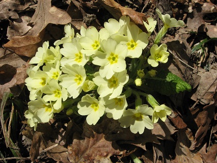 Primula プリムラ_f0234936_613464.jpg