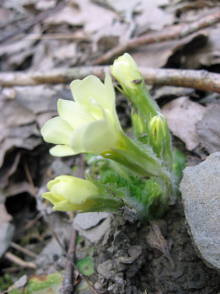 Primula プリムラ_f0234936_6201669.jpg