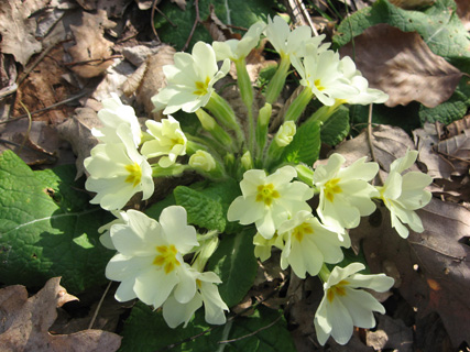 Primula プリムラ_f0234936_620455.jpg