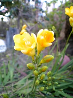 c0036138_1255495.jpg