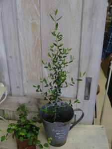f0224039_176536.gif