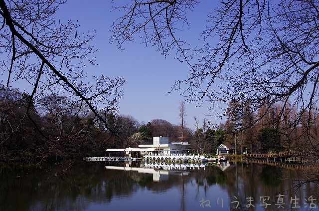 井の頭公園サクラの定点観察 (2) #kichijoji_a0009142_2392968.jpg