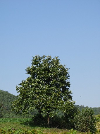 ドライチェリー_b0207642_124732.jpg