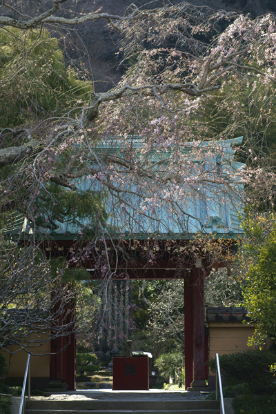 光則寺　桜便り_d0225257_0461125.jpg