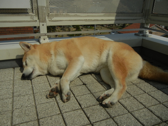 2011年3月29日(火)春のような・・・_f0060461_11302670.jpg