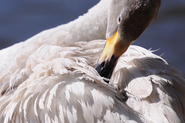 大塚池公園のハクチョウ_f0222161_21193437.jpg