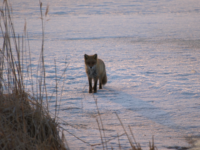 マガンのねぐら立ち 2011_d0153062_7504647.jpg