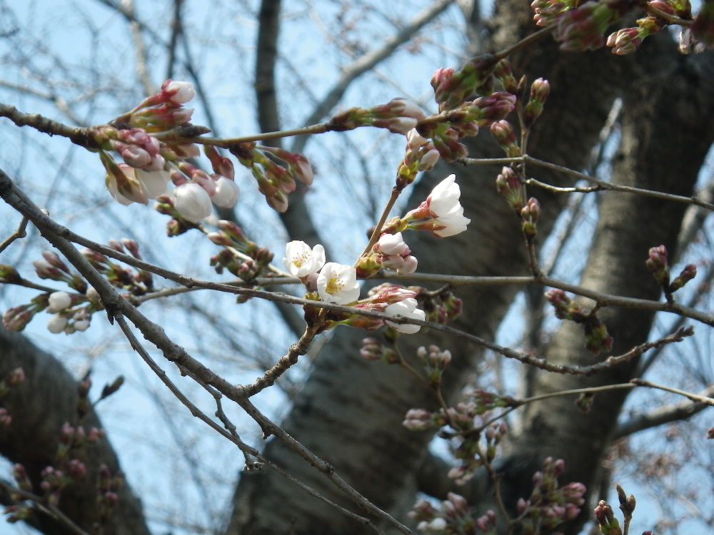 岡山の桜、開花。_b0184877_2271994.jpg