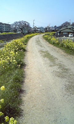 今年の菜の花２_d0061286_102787.jpg