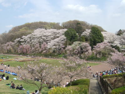 桜の開花♪_e0190287_22103095.jpg