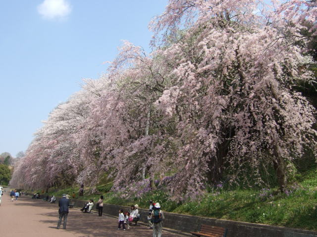 桜の開花♪_e0190287_22111896.jpg