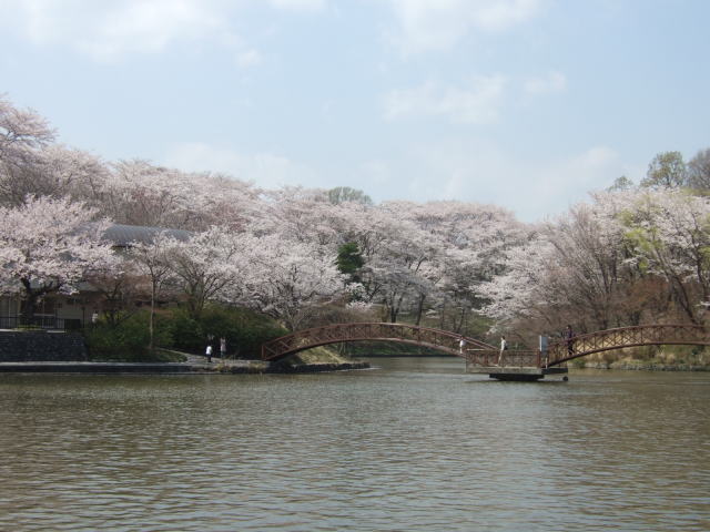 桜の開花♪_e0190287_22192654.jpg