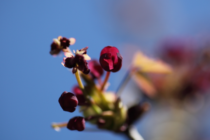 「　でっかい実のちっこい花　」　ミツバアケビの花_f0164989_6175693.jpg