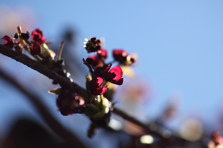 「　でっかい実のちっこい花　」　ミツバアケビの花_f0164989_6182971.jpg