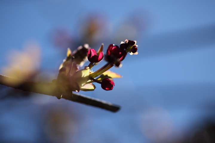 「　でっかい実のちっこい花　」　ミツバアケビの花_f0164989_6184384.jpg