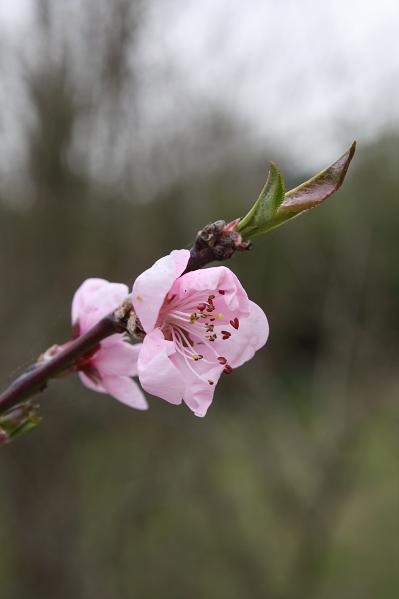 桃の花_f0044892_33311.jpg