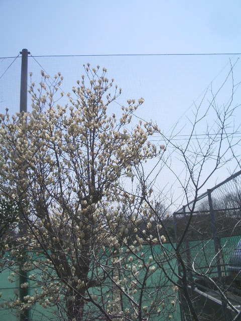 春・春・春・・・_e0025300_1764898.jpg