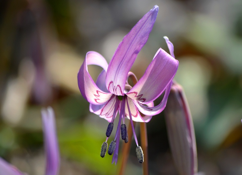 カタクリの花_f0074601_031372.jpg