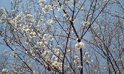 桜チェック、そして和田倉門と半旗_d0054704_0405524.jpg