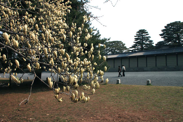 京の花だより　京都御苑白モクレン_e0048413_21484234.jpg