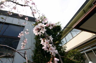 2011年　しだれ桜プロジェクト　【その５】_c0170415_13525870.jpg