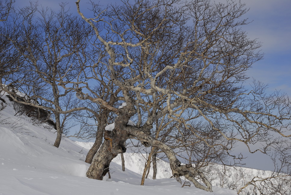 2011年3月 春、深雪の大雪山に抱かれる_c0219616_1875559.jpg