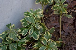 f0170524_12131256.jpg