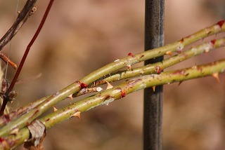 f0170524_1273335.jpg