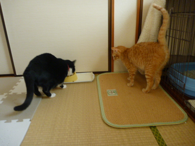 レスキュー猫飼い主様決定！_f0214028_1027924.jpg