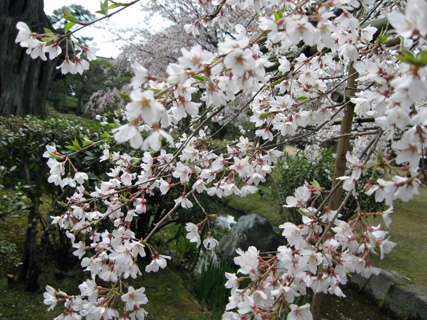 日本の桜1  はじめに_f0234936_22351871.jpg
