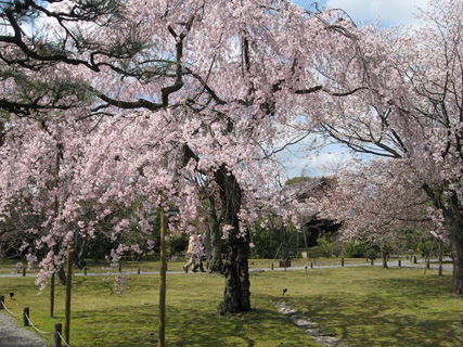日本の桜1  はじめに_f0234936_22354710.jpg