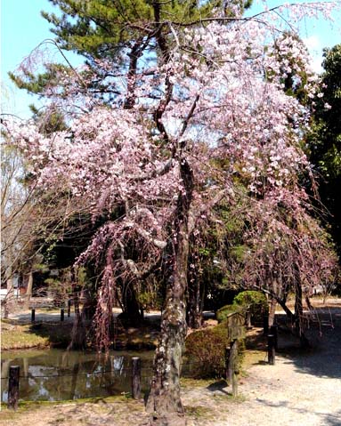 夢見サクラは五分咲き〜西大寺 _a0100742_9203669.jpg